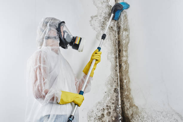 Best Basement Mold Remediation in West Wendover, NV