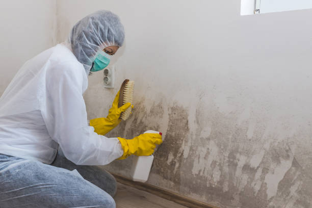 Best Black Mold Remediation in West Wendover, NV