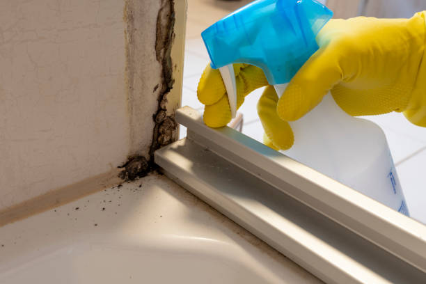 Best Commercial Mold Remediation in West Wendover, NV