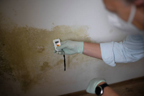 Best Post-Flood Mold Remediation in West Wendover, NV