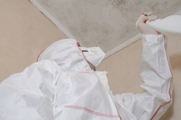 Best Emergency Mold Remediation in West Wendover, NV