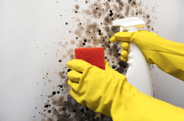 Best Localized Mold Remediation (e.g., coastal areas, humid climates) in West Wendover, NV