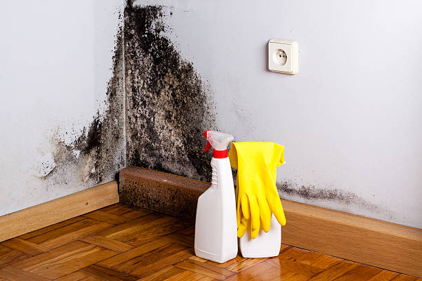 Best Preventive Mold Services in West Wendover, NV