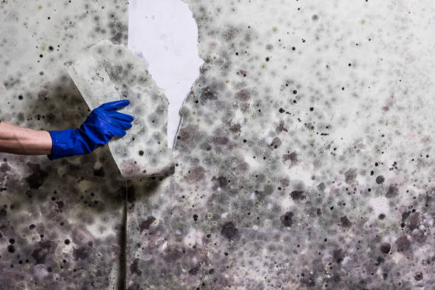 Best Localized Mold Remediation (e.g., coastal areas, humid climates) in West Wendover, NV